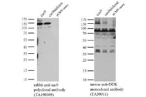 Western Blotting (WB) image for anti-CRISPR-Cas9 (AA 1150-1200) antibody (ABIN2670026) (CRISPR-Cas9 (AA 1150-1200) Antikörper)