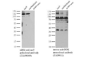 Western Blotting (WB) image for anti-CRISPR-Cas9 (AA 1150-1200) antibody (ABIN2670026)