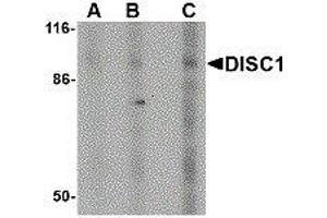 Western Blotting (WB) image for anti-Disrupted in Schizophrenia 1 (DISC1) antibody (ABIN2473343) (DISC1 Antikörper)