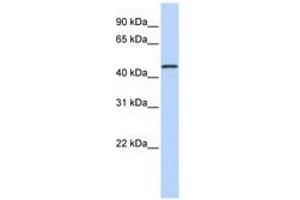 Image no. 1 for anti-Melanoma Antigen Family A, 10 (MAGEA10) (C-Term) antibody (ABIN6740740)