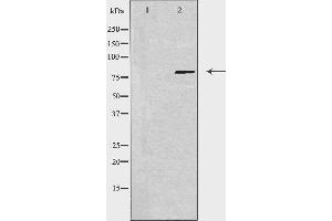 Western blot analysis of extracts from 3T3 cells using USP44 antibody. (USP44 Antikörper  (Internal Region))