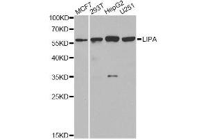 Western blot analysis of extracts of various cell lines, using LIPA antibody. (Lipase A Antikörper  (AA 110-399))