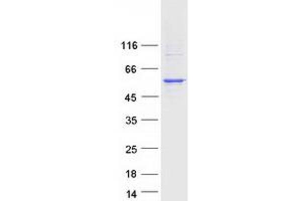 CYP4X1 Protein (Myc-DYKDDDDK Tag)