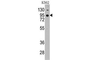 Image no. 1 for anti-Cadherin 7 (CDH7) (AA 63-92), (N-Term) antibody (ABIN356983) (Cadherin 7 Antikörper  (N-Term))