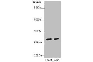 Western blot All lanes: KLF9antibody at 4. (KLF9 Antikörper  (AA 1-150))