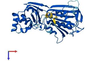 RPP40 Protein (AA 1-363) (His tag)