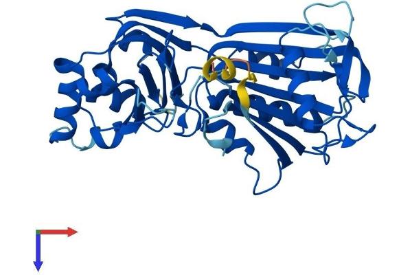 RPP40 Protein (AA 1-363) (His tag)