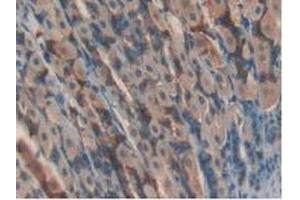 IHC-P analysis of Mouse Stomach Tissue, with DAB staining. (GPX4 Antikörper  (AA 74-197))