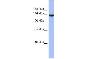 WB Suggested Anti-SYNJ2 Antibody Titration:  0.