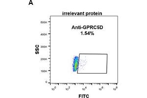 Expi 293 cell line transfected with irrelevant protein (A) and human GPRC5D (B) were surface stained with Rabbit anti-GPRC5D monoclonal antibody 1 μg/mL (clone: DM89) followed by Alexa 488-conjugated anti-rabbit IgG secondary antibody. (GPRC5D Antikörper  (AA 1-27))