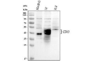 Western blot analysis of CD63 using anti-CD63 antibody (ABIN3043395). (CD63 Antikörper  (AA 97-238))