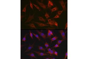 Immunofluorescence analysis of NIH-3T3 cells using CX3CL1 Rabbit pAb (ABIN6129035, ABIN6139265, ABIN6139266 and ABIN6218481) at dilution of 1:100 (40x lens). (CX3CL1 Antikörper  (AA 365-397))