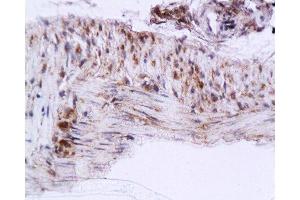 Immunohistochemistry (Paraffin-embedded Sections) (IHC (p)) image for anti-Cytoglobin (CYGB) (AA 87-132) antibody (ABIN670566)