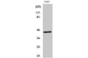 Western Blotting (WB) image for anti-E2F4/E2F5 (E2F4/5) (Internal Region) antibody (ABIN3184380) (E2F4/E2F5 (E2F4/5) (Internal Region) Antikörper)