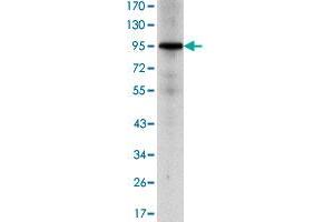 Western blot analysis using NR3C1 monoclonal antibody, clone 6E6  against HeLa cell lysate.
