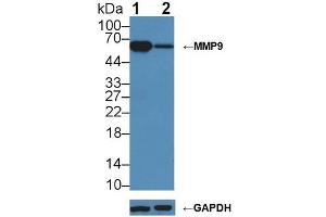 Western blot analysis of (1) Wild-type Jurkat cell lysate, and (2) MMP9 knockout Jurkat cell lysate, using Rabbit Anti-Mouse MMP9 Antibody (1 µg/ml) and HRP-conjugated Goat Anti-Mouse antibody ( (MMP 9 Antikörper  (AA 225-390))