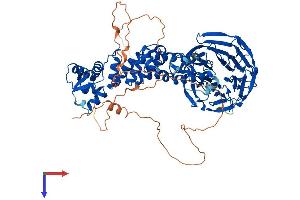 KLHL1 Protein (AA 1-751) (His tag)