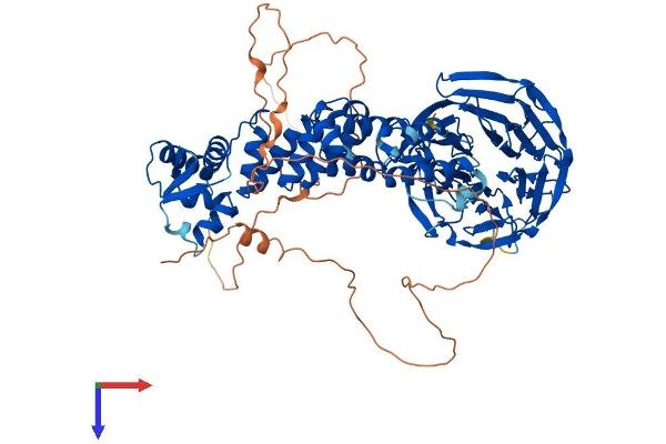KLHL1 Protein (AA 1-751) (His tag)
