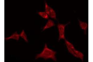 ABIN6275137 staining HepG2 by IF/ICC. (GABRA4 Antikörper  (N-Term))
