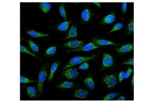 IF analysis of Cyclophilin B using anti-Cyclophilin B antibody (ABIN5519055).