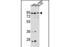 Western blot analysis of IT Antibody (Center) (ABIN389477 and ABIN2839539) in Hela, NCI-, CEM cell line lysates (35 μg/lane). (IMMT Antikörper  (AA 438-467))