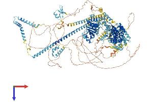 SMARCA2 Protein (AA 1-1590) (His tag)