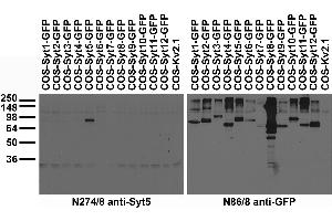 anti-Synaptotagmin IX (SYT9) (AA 253-344), (Cytosolic) antibody