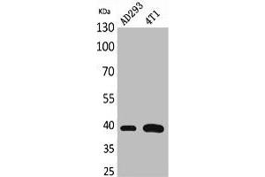 Western Blot analysis of AD293, 4T1 cells using Troponin T-C Polyclonal Antibody. (Cardiac Troponin T2 Antikörper  (Internal Region))