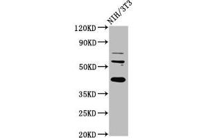 Western Blot Positive WB detected in: NIH/3T3 whole cell lysate All lanes: RBFOX2 antibody at 6 μg/mL Secondary Goat polyclonal to rabbit IgG at 1/50000 dilution Predicted band size: 42, 41, 38, 40, 48, 44 kDa Observed band size: 42 kDa (RBM9 Antikörper  (AA 8-110))