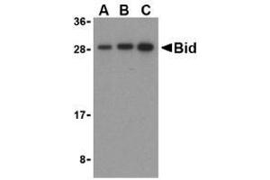 Western blot analysis of Bid in mouse lung cell lysates with AP30147PU-N Bid antibody at (A) 0. (BID Antikörper  (C-Term))