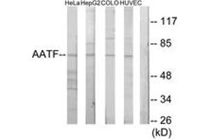 Western blot analysis of extracts from HeLa cells/HepG2 cells/COLO205 cells/HuvEc cells, using AATF Antibody. (AATF Antikörper  (AA 10-59))