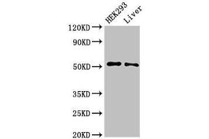Western Blot Positive WB detected in: HEK293 whole cell lysate, Rat liver tissue All lanes: IFIT2 antibody at 3 μg/mL Secondary Goat polyclonal to rabbit IgG at 1/50000 dilution Predicted band size: 55 kDa Observed band size: 55 kDa (IFIT2 Antikörper  (AA 130-265))