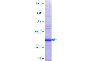 COX6B2 Protein (AA 1-88) (GST tag)