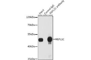 Immunoprecipitation analysis of 200 μg extracts of A-549 cells, using 3 μg NSFL1C antibody (ABIN6131003, ABIN6144873, ABIN6144874 and ABIN6222382). (NSFL1C Antikörper  (AA 1-185))