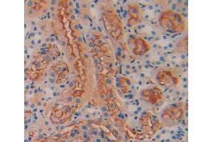 IHC-P analysis of Mouse Tissue, with DAB staining. (TGM1 Antikörper  (AA 337-607))