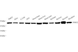 Western blot analysis of MSS1 (ABIN7075218),at dilution of 1: 2000