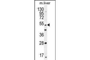Western blot analysis in mouse liver tissue lysates (35ug/lane). (THEMIS Antikörper  (C-Term))