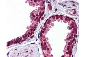 Anti-SERPINA3 antibody IHC of human prostate. (SERPINA3 Antikörper  (AA 254-303))