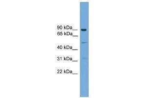L3MBTL3 antibody used at 0. (L3MBTL3 Antikörper  (N-Term))