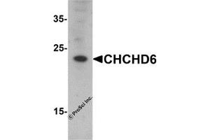 Western Blotting (WB) image for anti-Coiled-Coil-Helix-Coiled-Coil-Helix Domain Containing 6 (CHCHD6) (N-Term) antibody (ABIN1077410) (CHCHD6 Antikörper  (N-Term))