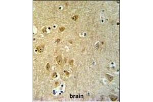 KLC2 Antibody (C-Term) (ABIN653755 and ABIN2843055) IHC analysis in formalin fixed and paraffin embedded brain tissue followed by peroxidase conjugation of the secondary antibody and DAB staining.