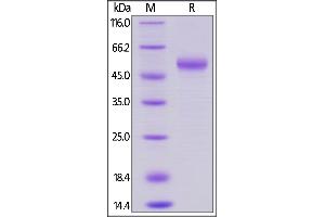 SDS-PAGE (SDS) image for Tumor Necrosis Factor (Ligand) Superfamily, Member 4 (TNFSF4) (AA 51-183) (Active) protein (Fc Tag) (ABIN6253638)