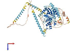 GNL3L Protein (AA 1-577) (His tag)