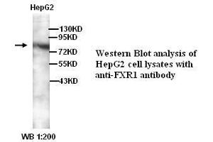 Image no. 1 for anti-Fragile X Mental Retardation, Autosomal Homolog 1 (FXR1) (C-Term) antibody (ABIN790924) (FXR1 Antikörper  (C-Term))