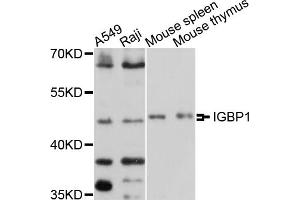 Western blot analysis of extracts of various cell lines, using IGBP1 antibody (ABIN5997954) at 1/1000 dilution. (IGBP1 Antikörper)