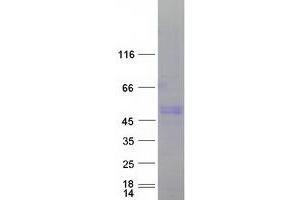 Western Blotting (WB) image for V-Yes-1 Yamaguchi Sarcoma Viral Related Oncogene Homolog (LYN) (Transcript Variant 2) protein (Myc-DYKDDDDK Tag) (ABIN2725040)