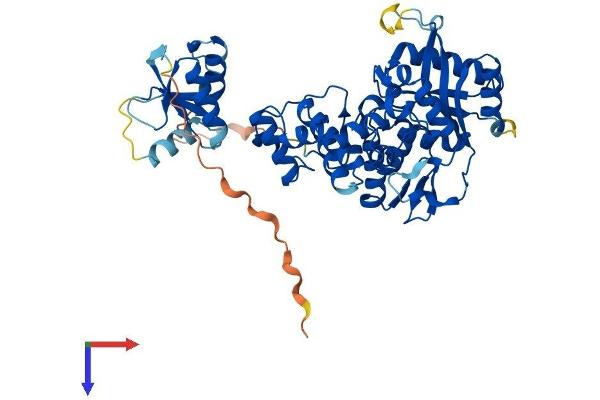 TdT Protein (AA 1-509) (His tag)