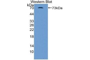Western Blotting (WB) image for anti-Inhibin, beta B (INHBB) (AA 50-404) antibody (ABIN2119434) (INHBB Antikörper  (AA 50-404))