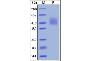 Biotinylated Human B7-H6, His,Avitag on  under reducing (R) condition. (B7-H6 Protein (AA 25-262) (His tag,AVI tag,Biotin))