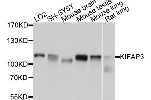 Western blot analysis of extracts of various cell lines, using KIFAP3 antibody (ABIN1873409) at 1:1000 dilution. (KIFAP3 Antikörper)